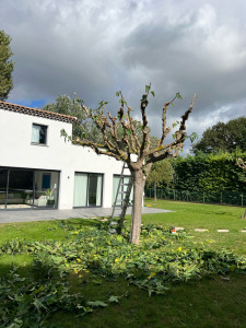 Photo de galerie - Taille de mûrier platane