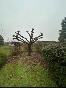 Photo de galerie - Elagage et coupe d'arbres
