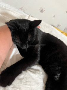 Photo de galerie - L’amour des chats ❤️
