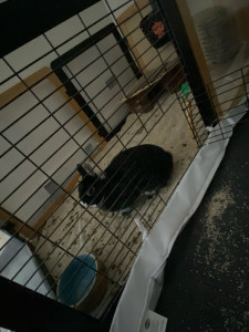 Photo de galerie - Garde de lapin