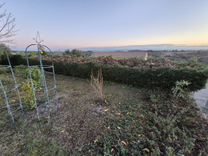 Photo de galerie - Rabbatage d'une Haie de Cyprès 