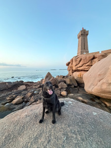 Photo de galerie - Balade de chien 
