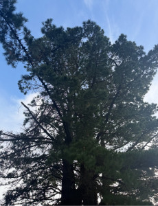 Photo de galerie - Débuter barbe