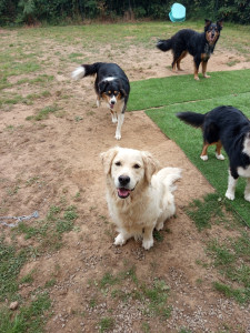 Photo de galerie - Ma golden 