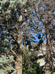 Photo de galerie - Elagage et coupe d'arbres