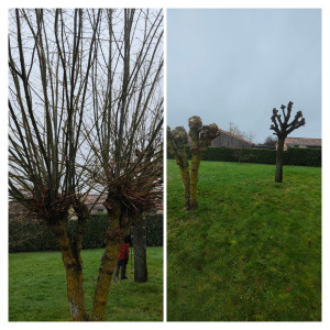 Photo de galerie - Elagage et coupe d'arbres