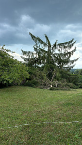 Photo de galerie - Elagage et coupe d'arbres