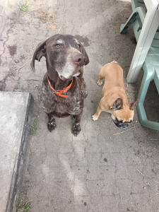 Photo de galerie - Voici mes chiens 