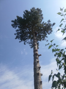 Photo de galerie - élagage pins au dessus d'un garage 