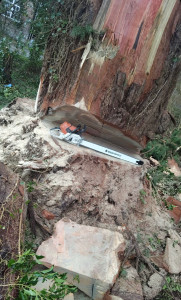 Photo de galerie - Abattage séquoia 2.10m de diamètre 