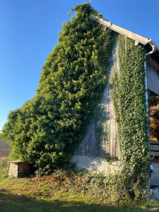 Photo de galerie - Entretien des espaces verts