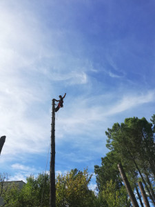 Photo de galerie - Abattage par démontage. 