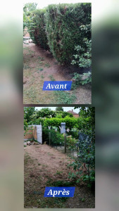 Photo de galerie - Abattage de sapin