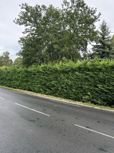 Photo de galerie - Nous sommes intervenus sur une haie de Sapinette, 3,50 m de hauteur et 120 m de longueur