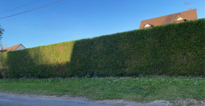 Photo de galerie - Taille de haie 