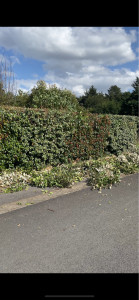 Photo de galerie - Taille de haies 