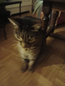 Photo de galerie - Un chat que j'ai gardé pendant le mois de janvier, assez timide mais très calin 