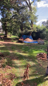 Photo de galerie - Elagage et coupe d'arbres