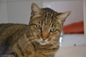 Photo de galerie - Lola, vieille minette, en demande de câlin 