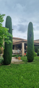 Photo de galerie - Taille de haies et d'arbustes