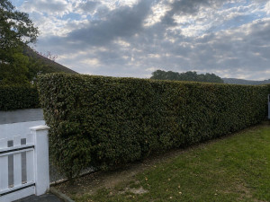 Photo de galerie - Taille de haie avec évacuation des déchets verts