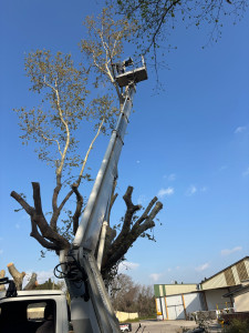 Photo de galerie - Élagage d’un platane centenaire plus de 20m de hauteur 