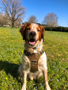 Photo de galerie -  Pango mon chien, toujours prêt à accueillir à nouveau copain et idéal avec chien peureux ou chiot en apprentissage ! 