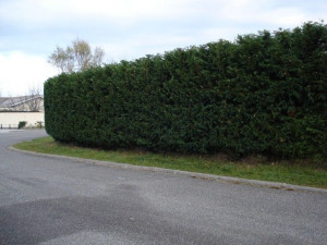 Photo de galerie - Taille de haies avec évacuation 
si vous aussi vous souhaitez avoir une haies taille par des professionnels Qualifier 
N'hésitez pas à nous faire appel 

Georges élagage Somme Abbeville Amiens Et ses alentours 