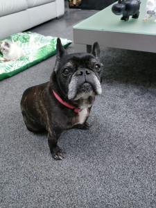 Photo de galerie - Garde et promenades d'Inès.
Nourrissage, abreuvement, balades.
