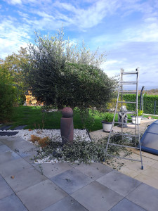 Photo de galerie - Taille de haies et d'arbustes