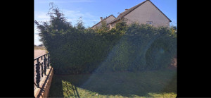 Photo de galerie - Taille de haies et d'arbustes