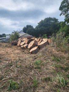 Photo de galerie - Après l'abattage du sapin .