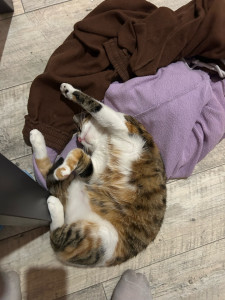 Photo de galerie - (c’est mon chat) mais tout les animaux m’adorent en général on m’appelle très souvent brigitte bardot ?