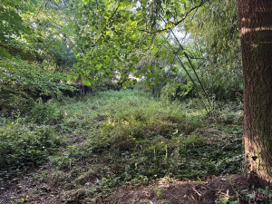 Photo de galerie - Tonte de pelouse - Débroussaillage