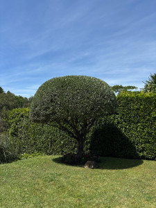 Photo de galerie - Taille d’Olivier 