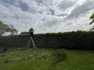 Photo de galerie - Taille de haie de lauriers 