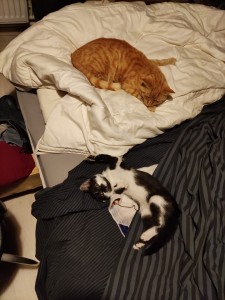 Photo de galerie - Garde chat