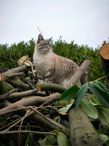 Photo de galerie - YUKI ma minette 