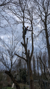 Photo de galerie - Abattage d'arbres 
évacuation de bois 
espace vert 