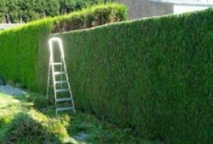 Photo de galerie - Rabattages d'une haie de thuya