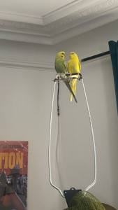 Photo de galerie - Garde animaux