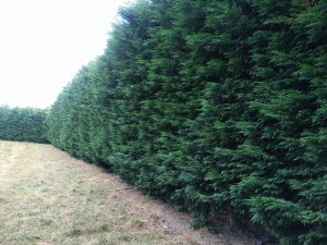 Photo de galerie - Elagage et coupe d'arbres