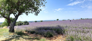 Photo de galerie - Plateau de Valensole