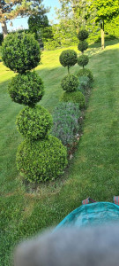 Photo de galerie - Taille les petites boule au jardins 