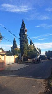 Photo de galerie - élagage 