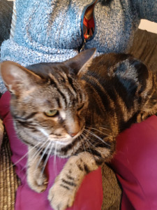 Photo de galerie - Garde chat