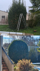 Photo de galerie - Taille laurier sauce 