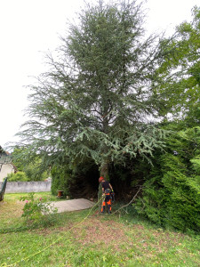 Photo de galerie - Elagage et coupe d'arbres