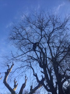 Photo de galerie - Elagage et coupe d'arbres