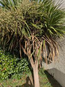 Photo de galerie - (Photo avant) - Nettoyage d'une cordyline

